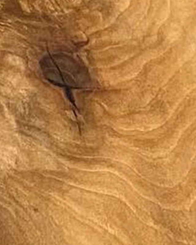 A close view of medium brown timber: elm, sycamore, maple.